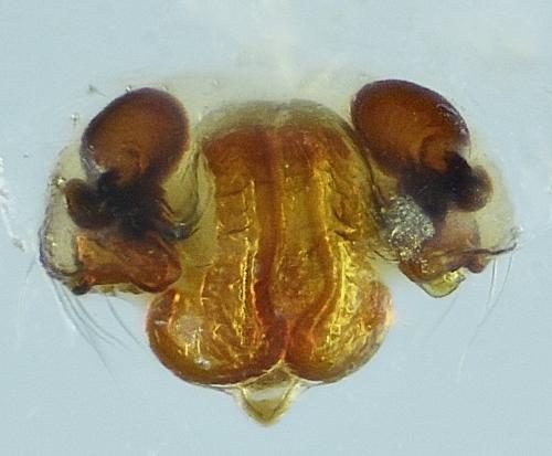 Microneta viaria